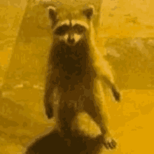 Raccoonwatching GIF - Raccoonwatching GIFs