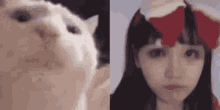 Bop Izone GIF - Bop Izone Cat GIFs