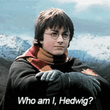 Harry Potter Daniel Radcliffe GIF - Harry Potter Daniel Radcliffe Who Am I Hedwig GIFs
