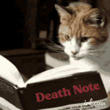 Death Note GIF - Death Note Cat GIFs