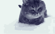 Cat Snow GIF - Cat Snow GIFs