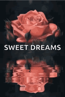 sweet dreams flowers reflection goodnight