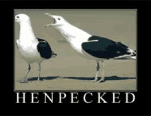 Henpecked GIF - Henpecked GIFs