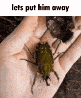 Lets Put Him Away Beetle GIF - Lets Put Him Away Beetle Beetle Unboxing GIFs