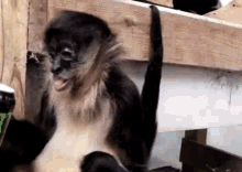 Monkey Drinking GIF - Monkey Drinking Monster GIFs