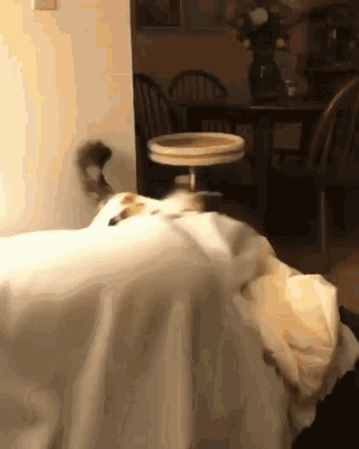 GIF #Cats #Heart #Repost #Derp #Melt #Leg #Bite, 1163422B – My r/CATS favs