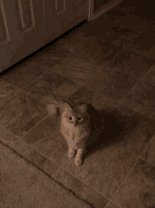 Cat Jump GIF - Cat Jump Kitty GIFs