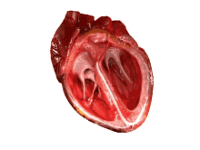 Beating Heart Veins GIF - Beating Heart Veins Heart GIFs