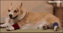 a dog with a bandage on its leg is laying down on the floor