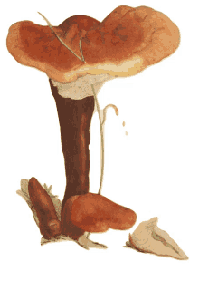 reishi doubleblind mushroom shrooms fungus