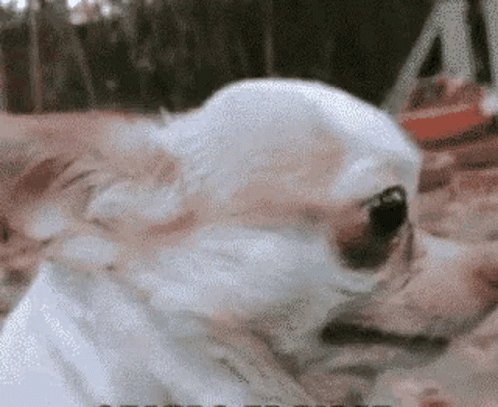 untitled.gif