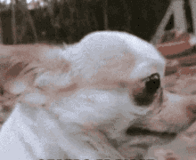 Dame Perro GIF - Dame Perro Dog GIFs