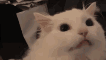 Cat Scream GIF - Cat Scream Disappear GIFs