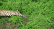Leopard Crocodile GIF - Leopard Crocodile Prey GIFs