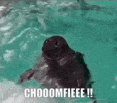 Seal Dance GIF - Seal Dance Choomfie GIFs