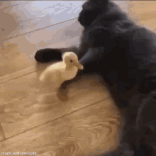 GIF