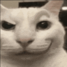 a white cat with a fake eyebrow is smiling
