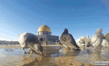 المسجد الاقصى قبة الصخرة فلسطين GIF - Palestine GIFs