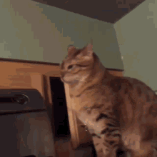 Sneaky Angry Suspecting Menacing Judging Cat Face · Creative Fabrica