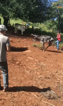 Cows Animals GIF