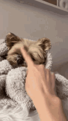Tapping Duckytheyorkie GIF