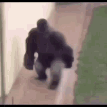 Monkey Gorilla GIF - Monkey Gorilla Running GIFs