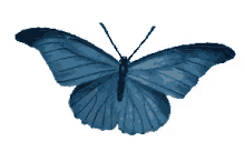 immagine immagineit animation makers butterfly insect