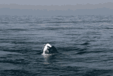 a shark is swimming in the ocean and making a wave
