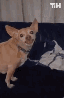 Puppy This Is Happening GIF - Puppy This Is Happening Dog GIFs