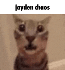 Jayden Chaos GIF - Jayden Chaos Uwe GIFs