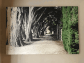 a black and white painting of a path lined with trees