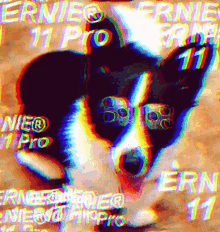 Ernie11pro Ernie GIF - Ernie11pro Ernie Dog GIFs