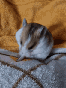 Love Animal GIF - Love Animal Hamster GIFs