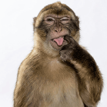 a monkey is sticking its tongue out and making a face