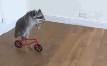 Raccoon Bike GIF - Raccoon Bike GIFs