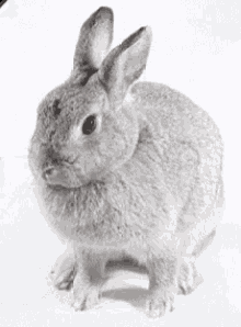 Bunny Rabbit GIF - Bunny Rabbit Dusty GIFs