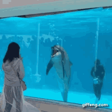 海豚 哈哈哈 大笑 嘲笑 GIF