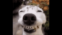 разрывная смех GIF - разрывная смех собака GIFs