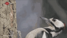 a bird with a red beak is standing next to a tree trunk .