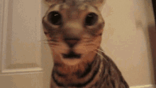Cat Amazed GIF - Cat Amazed Funny GIFs