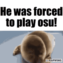 he was forced to play osu osu he was forced to crying seal meme