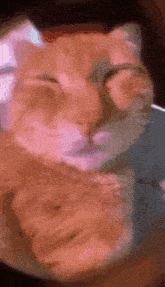 a close up of a cat sleeping with its eyes closed .