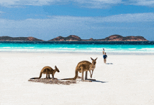 Australia Kenguru GIF - Australia Kenguru Photo GIFs