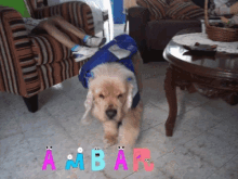 a picture of a dog with the name ambar written on it