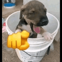 a puppy is sitting in a bucket with its tongue hanging out and giving a fist bump .