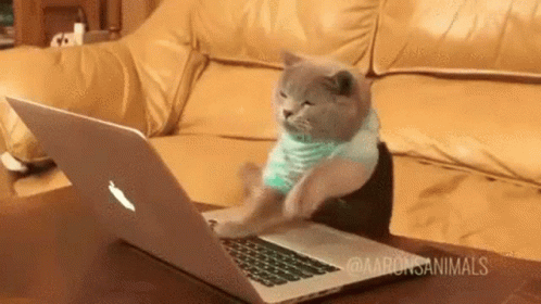 Humeur en Gif - Page 34 Cat-typing