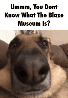 dog snoot blaze museum the ladies the gentlemen