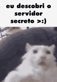 Servidor Secreto Gato GIF