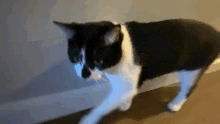 Cat Tuxedo GIF - Cat Tuxedo Kitty GIFs