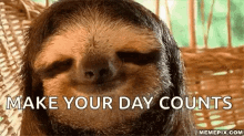 Hey There Good Morning Sloth GIF